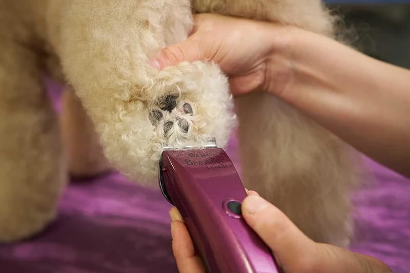 Wahl Professional Animal Bravura Pet — image 8
