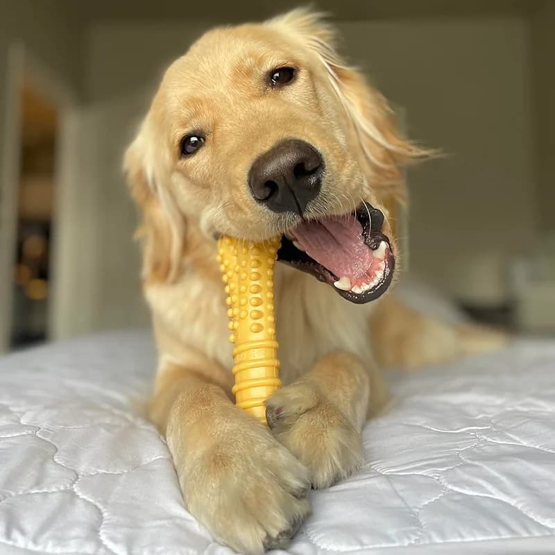 Nylabone Customer Favorites Power Chew Toy Bundle for Dogs — image 8