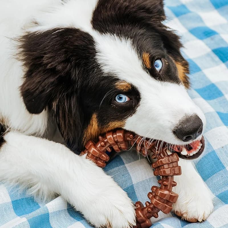 Nylabone Customer Favorites Power Chew Toy Bundle for Dogs — image 7