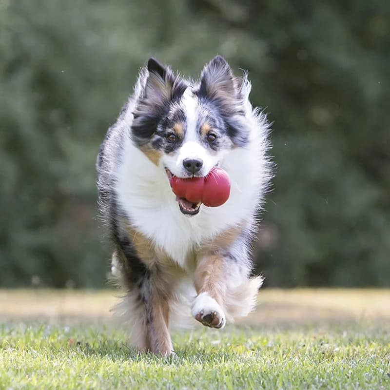 KONG Classic Stuffable Dog Toy - Fetch & Chew Toy for Dogs - Treat-Filling — image 6