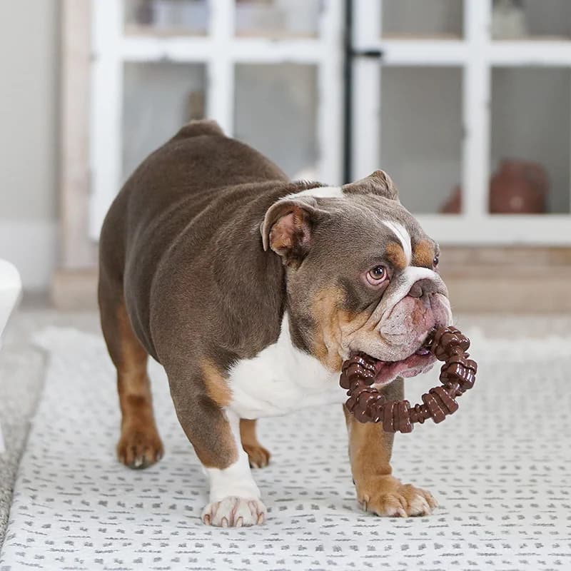 Nylabone Customer Favorites Power Chew Toy Bundle for Dogs — image 6